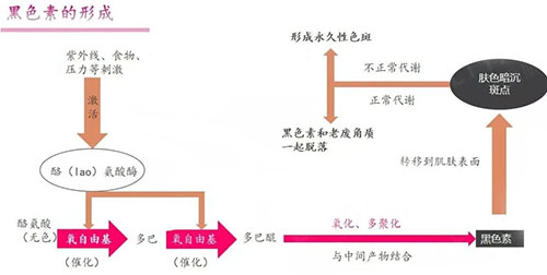 黑色素的形成