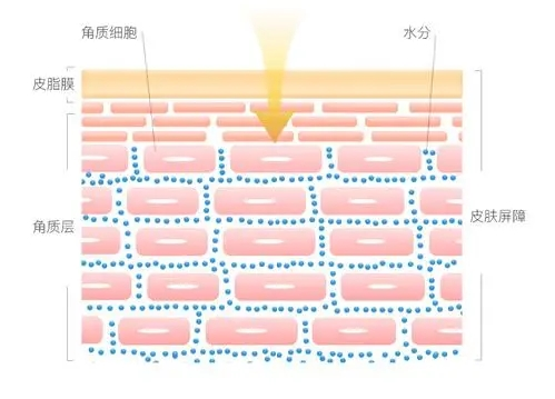 皮膚屏障“守護(hù)神” 實(shí)力維穩(wěn)，無(wú)懼季節(jié)性敏感