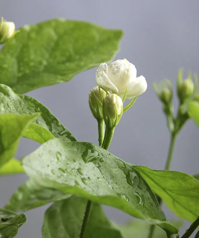 茉莉原液 | 鮮花植萃養顏護膚能量